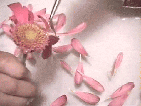 Gif of pink flower petals getting glued back on | Credit: Zavi Kang Engles